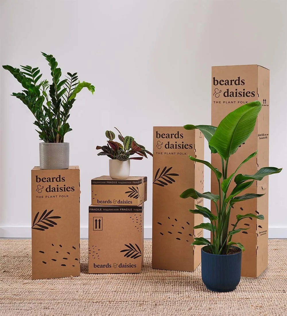 Air Purifying Pair